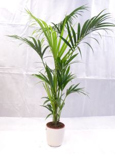 [Palmenlager] - XL Howea forsteriana - Kentia Palme 170 cm // Zimmerpflanze