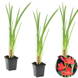 Rote Kaffirlilie | Schizostylis \'Coccinea\' 3x - Teichpflanze im Gärtnertopf cm9 cm - ↕15 cm