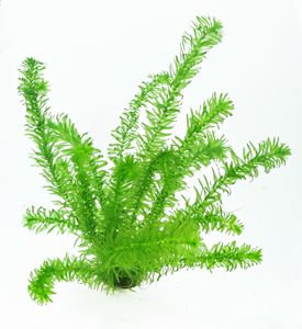 1 Topf Wasserpest / Egeria Densa - Sauerstoffpflanzen, Klärpflanzen