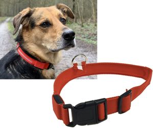 Hunde-Halsband leuchtend mit LED Hunde-Halsband leuchtend mit LED