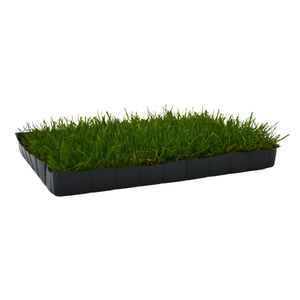 UNUS® Katzengras fertig gewachsen echtes Gras Katzenwiese in Kunststoff-Schale 38x28cm