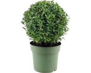 Buchsbaum Kugel FloraSelf Buxus sempervirens Durchmesser ca. 20 cm Co 2,5 L