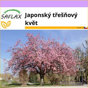 SAFLAX - Japonský třešňový květ - Prunus serrulata - 30 Semena