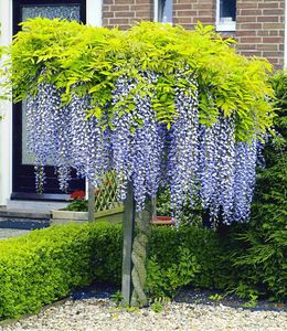 BALDUR-Garten Blauregen auf Stamm winterhartes Stämmchen, 1 Pflanze, Wisteria sinensis Glycinie Zierstämmchen, bienenfreundlich, für Standort in der Sonne geeignet, blühend
