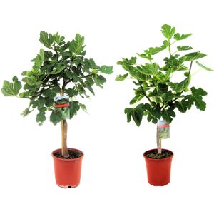 Plant in a Box - Ficus Carica - Obstbaum  - Satze von 2 - Topf 21cm - Höhe 70-90cm