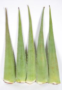 5  Aloe Vera Pflanze Blätter Barbadensis Miller 800g 80cm lang frisch