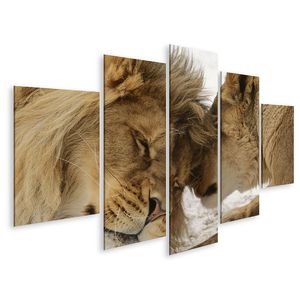 Wandbilder online kaufen günstig Löwe