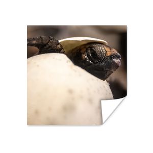 MuchoWow® Poster Schildkröte - Baby - Ei 100x100 cm - Babyzimmer