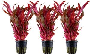 Aquarium Pflanze 3 Stück Alternanthera reineckii 'Pink' AquaOne Nr.323 Set