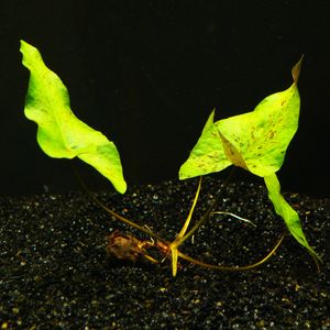 5 Grüne Tigerlotus-Knollen M. Antrieb (Nymphaea Lotus)