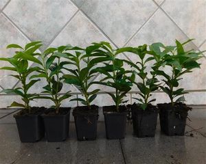 Säulen-Kirschlorbeer Prunus Genolia 50 Stück Kirschlorbeer Neuheit 15-35 cm T9x9