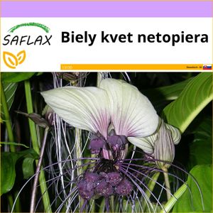 SAFLAX - Biely kvet netopiera - Tacca integrifolia - 10 Semená
