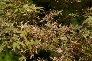 Acer palmatum 'Oridono-nishiki' Japanischer Fächerahorn 80-100cm Farbspiel