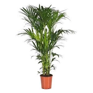 Trendyplants - Kentia-Palme - Howea Forsteriana - Zimmerpflanze - Höhe 170-190 cm - Topfgröße Ø24cm