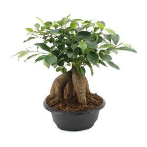 Bonsai von Botanicly – Chinesische Feige – Höhe: 30 cm – Ficus microcarpa