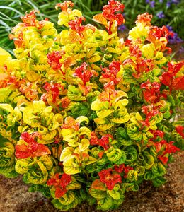 BALDUR-Garten Traubenheide "Curly Gold®", 1 Pflanze, attraktive Blattfärbung, winterhart, pflegeleicht, blühend, Leucothoe axillaris, außergewöhnliches Farbspiel