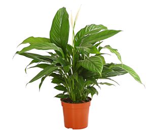 Dehner Air So Pure® Einblatt Sweet Chico, ausladendes Blattwerk, ca. 60-65 cm, Ø Topf 17 cm, Zimmerpflanze