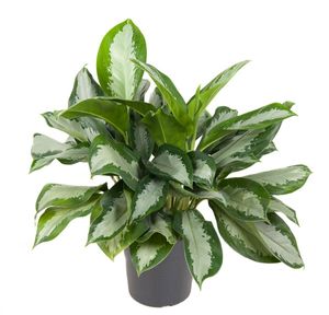 Grünpflanze – Kolbenfaden (Aglaonema Silver Moon) mit Übertopf – Höhe: 60 cm – von Botanicly
