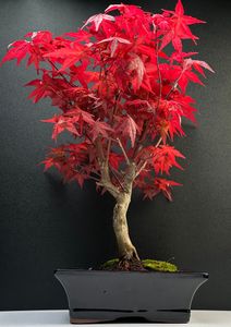 Bonsai - Bonsai baum Japanischer Fächerahorn - Acer (Ahorn) Deshojo bonsai bäume/Japanische Ahorne/mit roten Blättern/baum ist 30-35 cm hoch