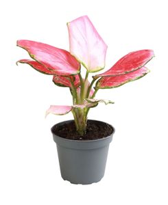 Grünpflanze – Kolbenfaden (Aglaonema Red Dragon) – Höhe: 8 cm – von Botanicly