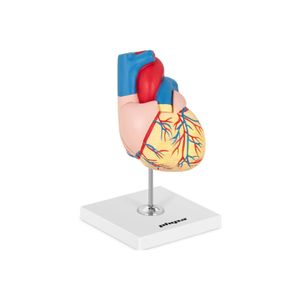 model srdce physa - lze rozložit na 2 části - původní velikost