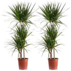 2er-Set Gerandeter Drachenbaum 3-Stamm - pflegeleichte Zimmerpflanze, Dracaena marginata - Höhe ca. 120 cm, Topf-Ø 21 cm
