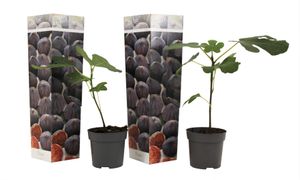 Plant in a Box - Ficus Carica 'Brown Turkey' Feigenbaum - 2er Set - Winterhart - Essbare Feigen - Topf 9cm - Höhe 25-40cm