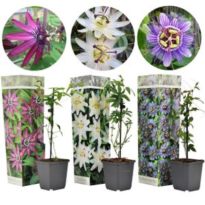 Plant in a Box - Passiflora Kletterpflanze - 3er Mix - Passionsblume - Gartenpflanz Winterhart - Topf 9cm - Höhe 25-40cm