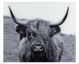 Glasrückwand Highland Cattle 60 x 50 cm