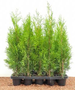Thuja 'Smaragd' Lebensbaum, immergrün, Heckenpflanze P0,5 30-40cm