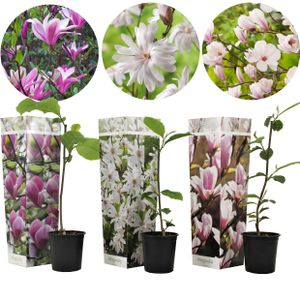 Plant in a Box - Magnolie pflanzen - 3er Mix - Susan, soulangeana, stellata - Magnolie Winterhart - Lila, Rosa, Weiß - Topf 9cm - Höhe 25-40cm