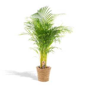 XXL Areca Palme mit Korb - Goldfruchtpalme, Dypsis Lutescens - 140cm hoch, ø24cm - Große Zimmerpflanze - Tropische Palme - Luftreinigend - Frisch aus der Gärtnerei