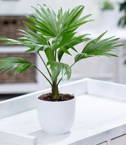 BALDUR-Garten Palme "Livistona Rotundifolia", 1 Pflanze, Luftreinigende Zimmerpflanze, unterstützt das Raumklima, Zimmerpalme Fächerpalme Zimmerpflanzen, mehrjährig - frostfrei halten