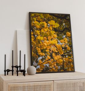 Poster Herbstbaum, groesse_poster:40x50 cm, groesse_rahmen:schwarz 40x50 cm