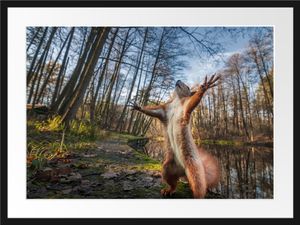 Lustiges Eichhörnchen steht im WaldBilderrahmen mit Galerie-Passepartout / Format: 80x60cm / gerahmt / hochwertige Leinwandbild Alternative