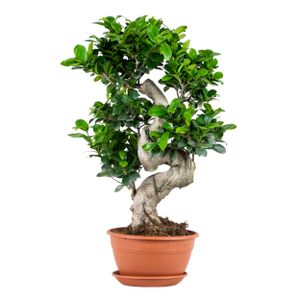 Ficus microcarpa \'Ginseng\' S-Form – Bonsai – Zimmerpflanze – ⌀22 cm - ↕60-70 cm