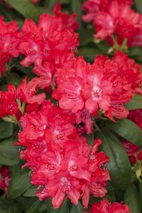 Yaku-Rhododendron 'Astrid'® Rhododendron yak.'Astrid'  -R- C 5 30-  40