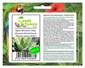 10x Agave attenuata subsp. attenuata Drachenbaum Pflanzen-Samen B1877