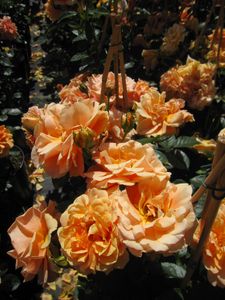 Rosa Skyline ® - Kletterrose Skyline ® - Tantau Rose