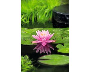 Seerose FloraSelf Nymphaea 'Firecrest' H 10-20 cm Co 3 L