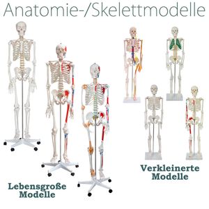 Anatomie Modell Skelett Auswahl Lebensgroß 180 cm oder Verkleinert 80 cm verschiedene Modelle Menschliches Skelett Menschlicher Körper mit Ständer Deko MedMod, Auswahl:Skelett (80cm) mit Nerven und Arterien