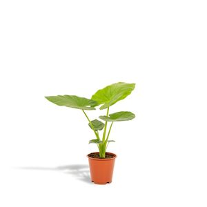 Hello Plants Alocasia Macrorrhiza Zimmerpflanze - Ø 19 cm Topf - Höhe: 70 cm