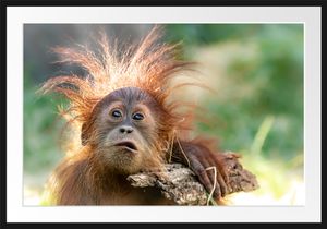 Lustiger Baby Orang-Utan mit RindeBilderrahmen mit Galerie-Passepartout / Format: 100x70cm / gerahmt / hochwertige Leinwandbild Alternative
