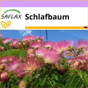 SAFLAX - Schlafbaum - 50 Samen - Albizia julibrissin