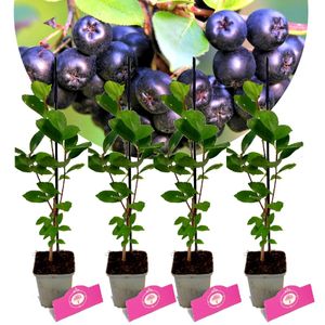 Set mit 4 schwarzen Aroniabeeren – Aronia prunifolia „Viking“ – Höhe 50 cm – 9 cm Topf