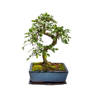Bonsai Baum mit Keramik Blumentopf - Chinese elm - ca. 8 Jahre (20 cm Schale, ca. 8 Jahre)