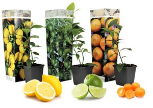 Plant in a Box - Citrus pflanzen Mix - 3er Set - Topf 9cm - Höhe 25-40cm - Zitronenbaum/Orangenbaum/Limettenbaum
