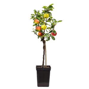 Plant in a Box - Trio-Apfelbaum - 3 Apfelsorten an 1 Baum - Malus Elstar, Malus Jonagored, Malus Golden Delicious - Obstbaum - Topf 17cm - Höhe 60-70cm