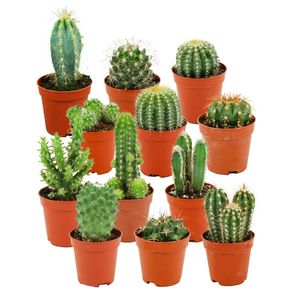 Zynesflora Mini-Kakteen Set - 12 Stück - Ø 5.5 cm Topf - Höhe: 5-10 cm