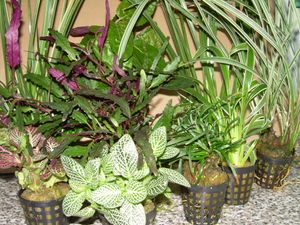 5 Topf Nachbildungpflanzen Mix für Paludarium, Terrarium